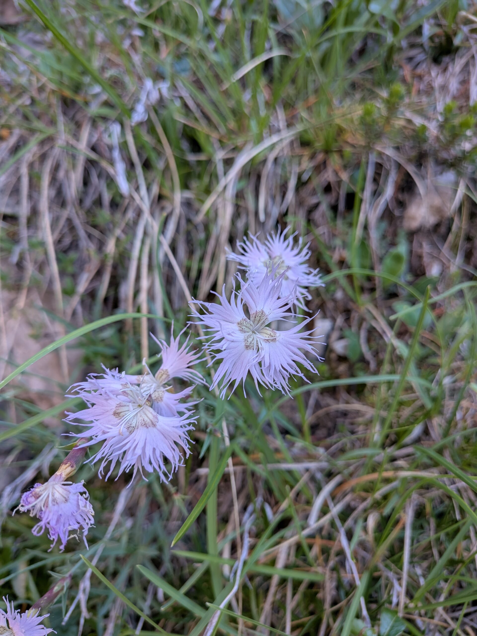 Garofano di Waldstein