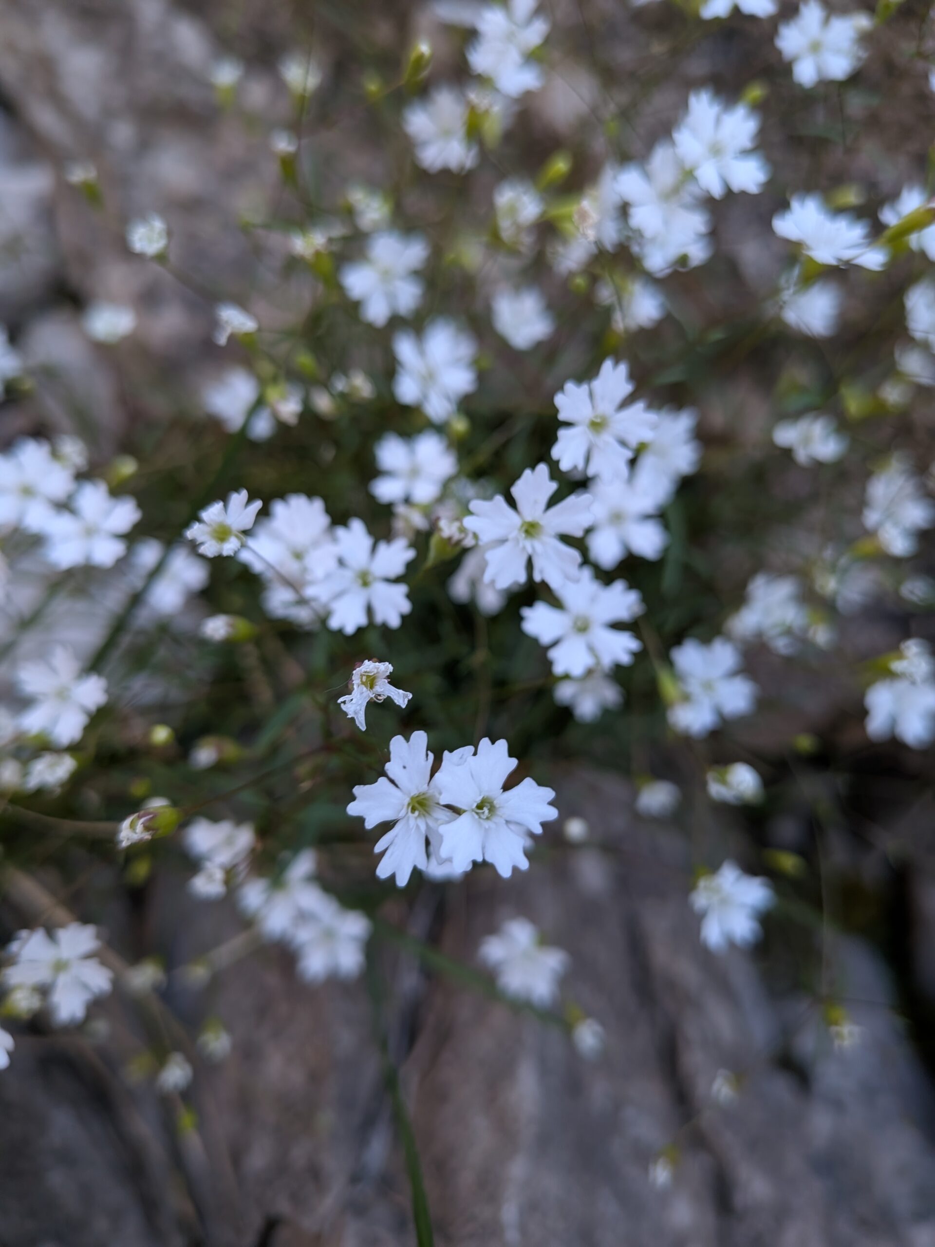 silene