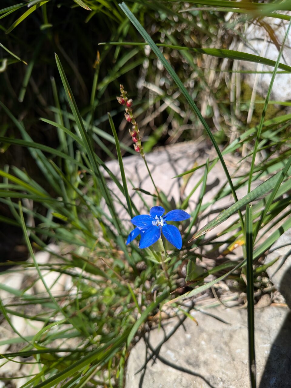 genziana